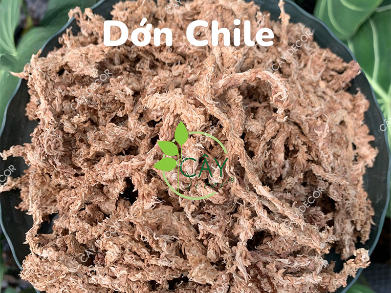 Dớn Chi-lê