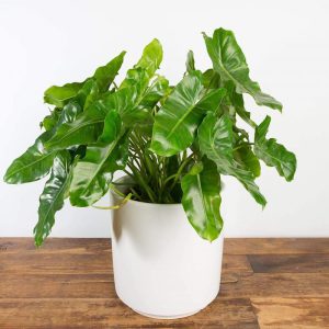 Cách chăm sóc cây cảnh thuộc chi Philodendron