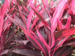 Cordyline fruticosa và những điều cần biết!