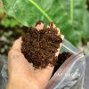 Peat moss/Peatman hàng chuẩn bao 1kg