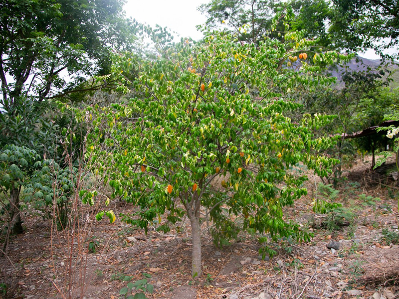 Cây khế