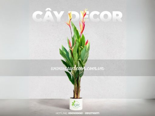 Cây chuối mỏ két cẩm thạch