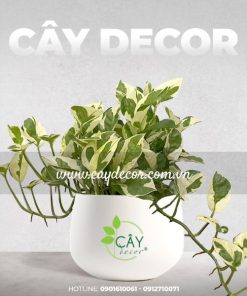 Cây trầu bà cẩm thạch