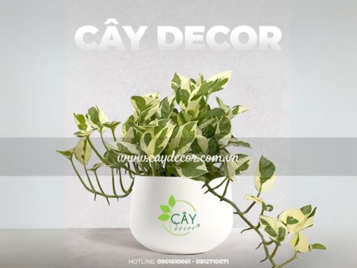 Cây trầu bà cẩm thạch