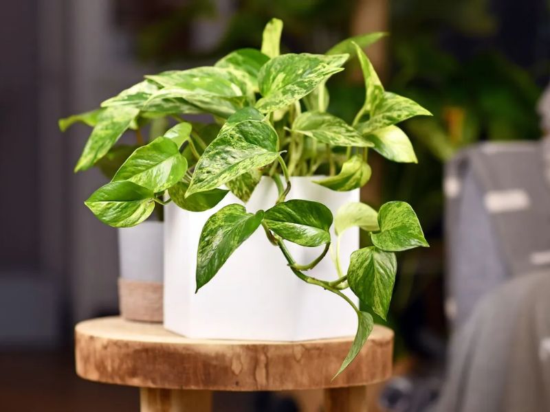 Cây Nhất Mạt Hương (Pothos)