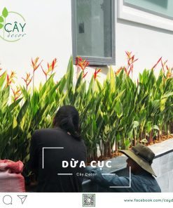 DỪA CỤC CHƯA XỬ LÝ 1CM – KIỆN ÉP 100L