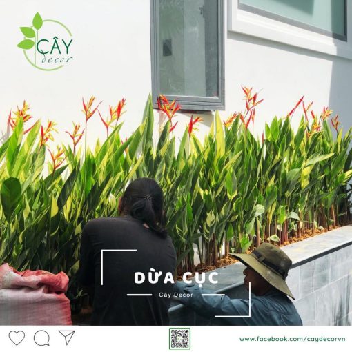 DỪA CỤC CHƯA XỬ LÝ 1CM – KIỆN ÉP 100L