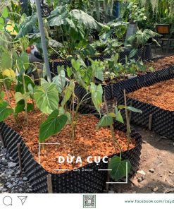 DỪA CỤC CHƯA XỬ LÝ 1CM – KIỆN ÉP 100L