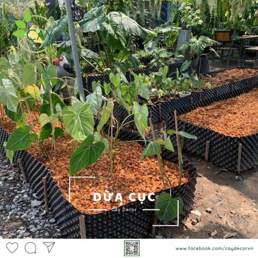 DỪA CỤC CHƯA XỬ LÝ 1CM – KIỆN ÉP 100L