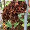 DỪA CỤC CHƯA XỬ LÝ 1CM – KIỆN ÉP 100L