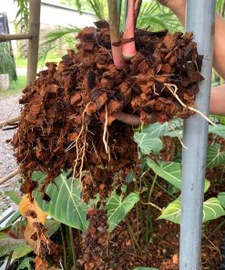 DỪA CỤC CHƯA XỬ LÝ 1CM – KIỆN ÉP 100L