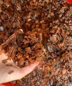 DỪA CỤC CHƯA XỬ LÝ 1CM – KIỆN ÉP 100L