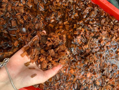 DỪA CỤC CHƯA XỬ LÝ 1CM – KIỆN ÉP 100L