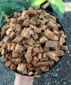DỪA CỤC CHƯA XỬ LÝ SIZE 1-2CM – TÚI 1KG